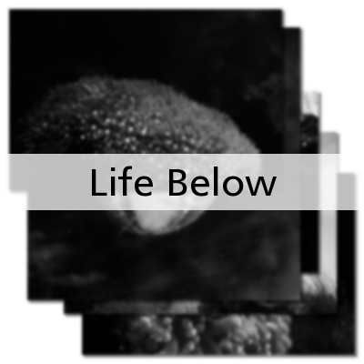 Life Below